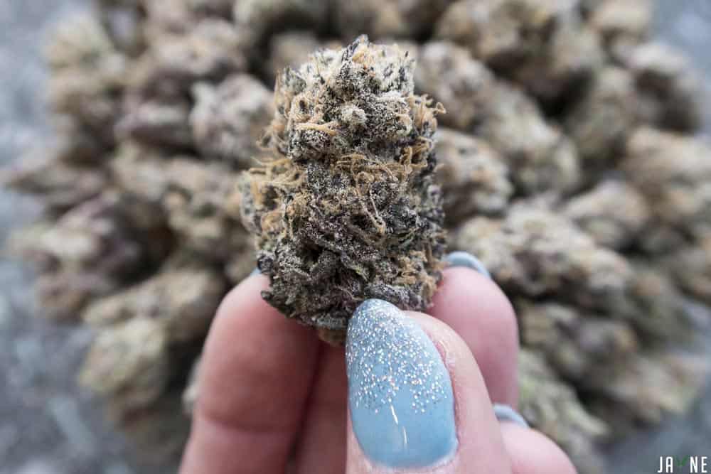 Closeup of Silvertip cannabis strain by Bull Run
